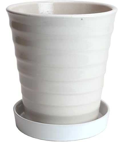 Amazon.co.jp: 大貫弘由岐 作家鉢 植木鉢 陶器鉢 コーデックス 塊根